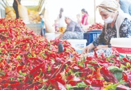 Acı biberleri çöpünden ayırıyorlar