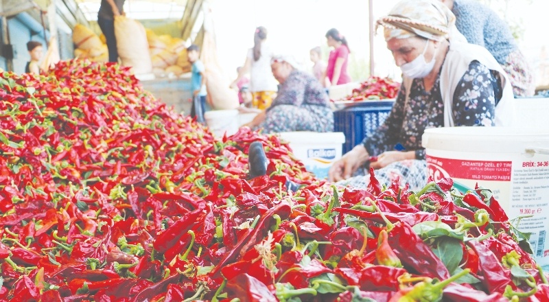 Acı biberleri çöpünden ayırıyorlar