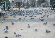 Açlıktan parklara akın ediyorlar…