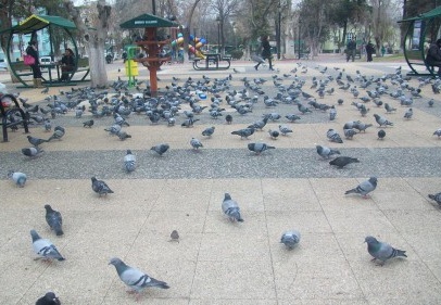 Açlıktan parklara akın ediyorlar…