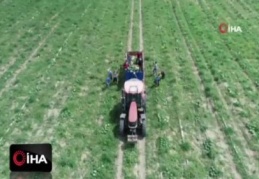 Adana'da erkenci karpuz hasadı başladı