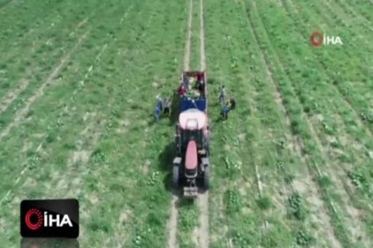 Adana&#039;da erkenci karpuz hasadı başladı