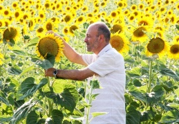 Adıyaman’da yetişen ayçiçeğini, Antep’teki yağ fabrikaları satın alıyor