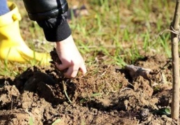 Afet bölgesinde fide ve fidan üretiminde sertifikasyon işlemleri için son başvuru süresi uzatıldı