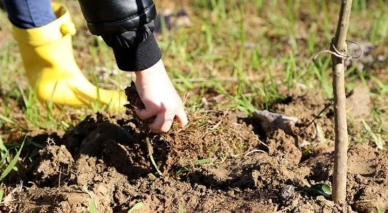Afet bölgesinde fide ve fidan üretiminde sertifikasyon işlemleri için son başvuru süresi uzatıldı