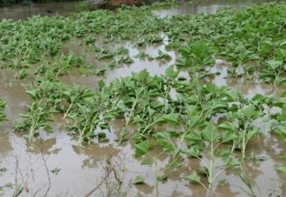 Afetten zarar gören çiftçilerin Borçları 1 yıl süreyle ertelenecek