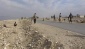 Afganistan'da 31 DAEŞ üyesi öldürüldü