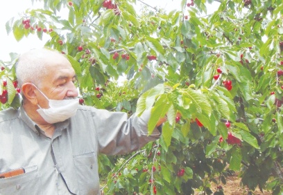 Ağaç başına 100-150 kilo kiraz toplanıyor