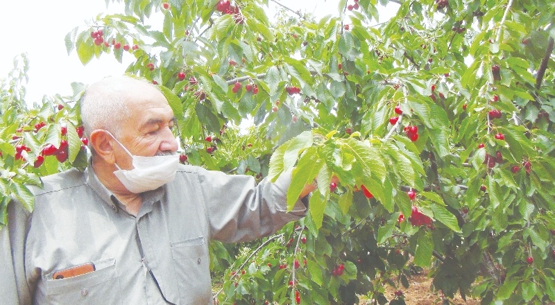 Ağaç başına 100-150 kilo kiraz toplanıyor