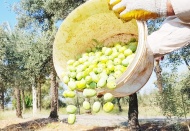 Ağaç başına ortalama üretim 8.3 kiloda kaldı