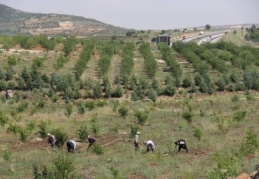Ağaçlandırma için 1500 kişi istihdam edilecek