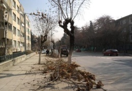 Ağaçlar bahara hazırlanıyor