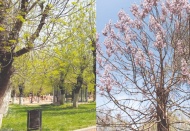 Ağaçlar uyandı, Pavlonyalar çiçek açtı