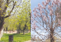 Ağaçlar uyandı, Pavlonyalar çiçek açtı