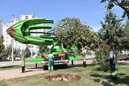 Ağaçların kesilmeden başka bir alana taşınması sağlanıyor
