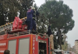 Ağaçta 2 gün mahsur kalan kedi kurtarıldı
