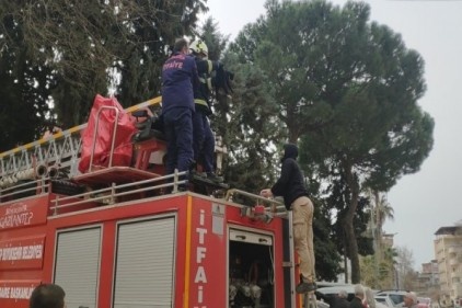 Ağaçta 2 gün mahsur kalan kedi kurtarıldı