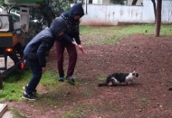 Ağaçta mahsur kalan kedi kurtarıldı