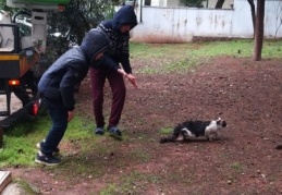 Ağaçta mahsur kalan kedi kurtarıldı
