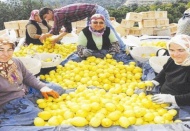 Ağustos ayının zam şampiyonu limon oldu