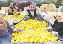 Ağustos ayının zam şampiyonu limon oldu