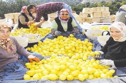 Ağustos ayının zam şampiyonu limon oldu