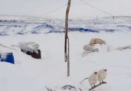 Ahır ve çadırlar çöktü, onlarca hayvan telef oldu