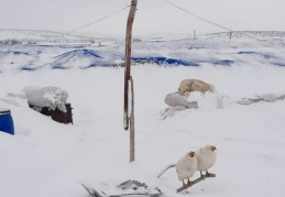 Ahır ve çadırlar çöktü, onlarca hayvan telef oldu
