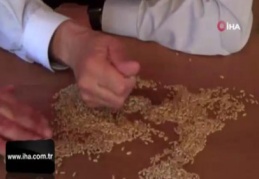 Ahmet Buğdayı Anadolu topraklarında yeniden hayat bulacak