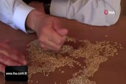 Ahmet Buğdayı Anadolu topraklarında yeniden hayat bulacak