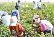 Aileler geçinemediği için çocuklar çalışmak zorunda kalıyor