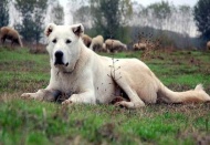 ''Akbaş'' dünyaya tanıtılacak