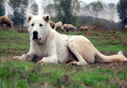 ''Akbaş'' dünyaya tanıtılacak