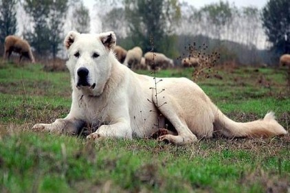 &#039;&#039;Akbaş&#039;&#039; dünyaya tanıtılacak