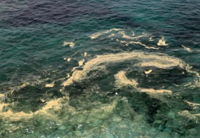 Akdeniz gittikçe kahverengileşiyor"