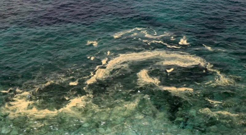 Akdeniz gittikçe kahverengileşiyor"