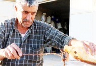 Akrepleri zeytin yağı ile sağarak panzehir üretiyor