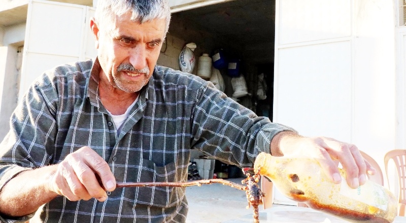 Akrepleri zeytin yağı ile sağarak panzehir üretiyor