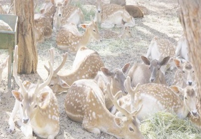 Ala geyiklerin siesta* vakti