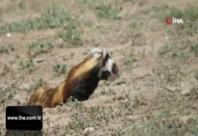 Alaca sansar ailesi Kayseri'de görüntülendi