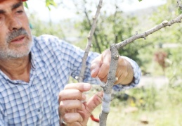 Ali Dağı’nda Antep Fıstığı yetişecek