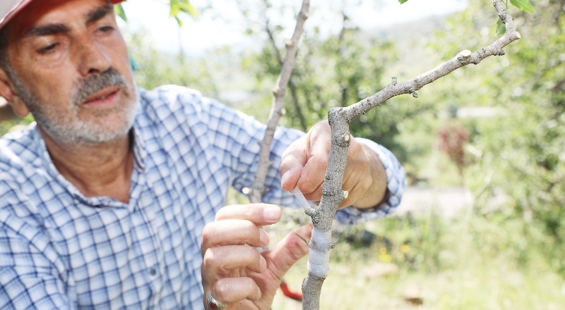 Ali Dağı’nda Antep Fıstığı yetişecek
