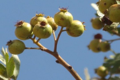 Alıçlar kırılıyor