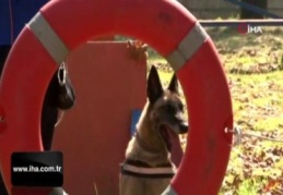 Altın burunlu köpekler AFAD'da yetişiyor