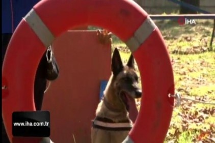 Altın burunlu köpekler AFAD'da yetişiyor