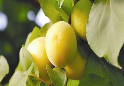 Altın gibi kayısı