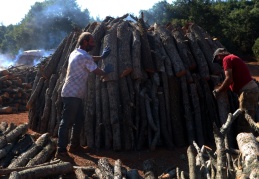 Amanos dağlarında ağaç katliamı!... Devlet izin veriyor bizde meşe ağaçlarını kesiyoruz