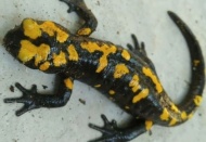 Amanoslar’da sarı benekli semender görüntülendi