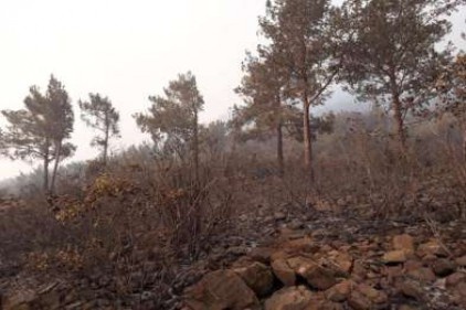 Amanoslar&#8217;daki yangında soğutma çalışmaları sürüyor 