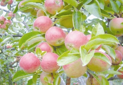 Amasya elmasının genetik haritası çıkarılacak